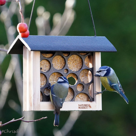 Nourrir les oiseaux : bonne ou mauvaise idée - France Bleu