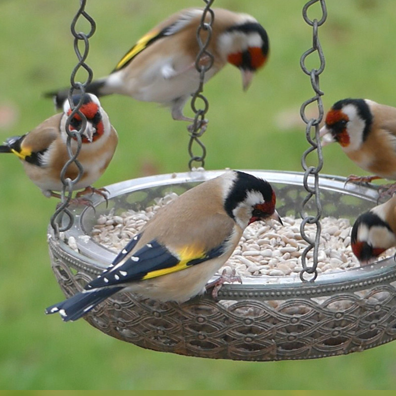 Mangeoire  GRAINES et EAU pour oiseaux Natures Market -Oisillon.net-chardonnerets élégants tournesol