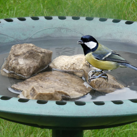 Quel abreuvoir choisir pour les oiseaux ? — Autour des animaux