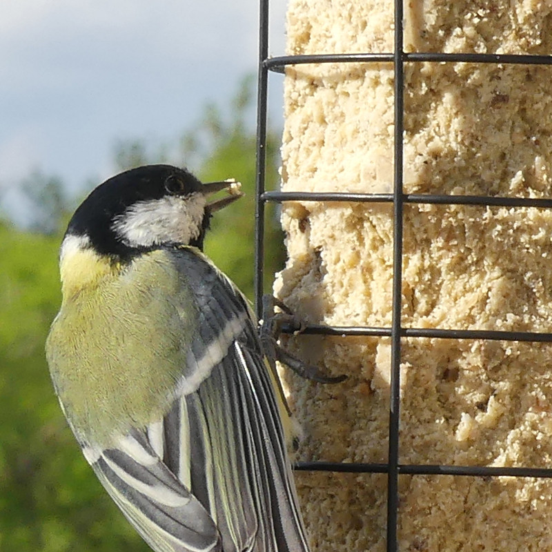 Mangeoire pour oiseaux pour cylindre et blocs de graisse ou boules de graisse Natures Market Oisillon.net photo
