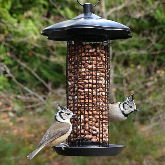 Cacahuètes décortiquées ou arachides pour oiseaux du jardin