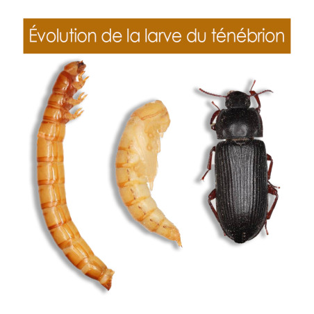 Vers de farine insectes nés élevés et préparés en France. 100% français. Natures Market Oisillon.net
