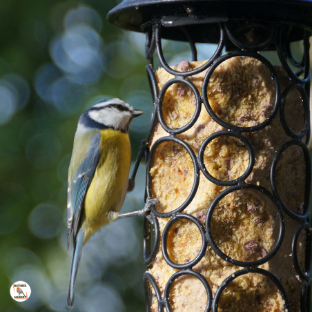 Mangeoire Pétillante pour cylindres de graisse pour oiseaux - sans huile de palme- Natures Market -Oisillon.net-