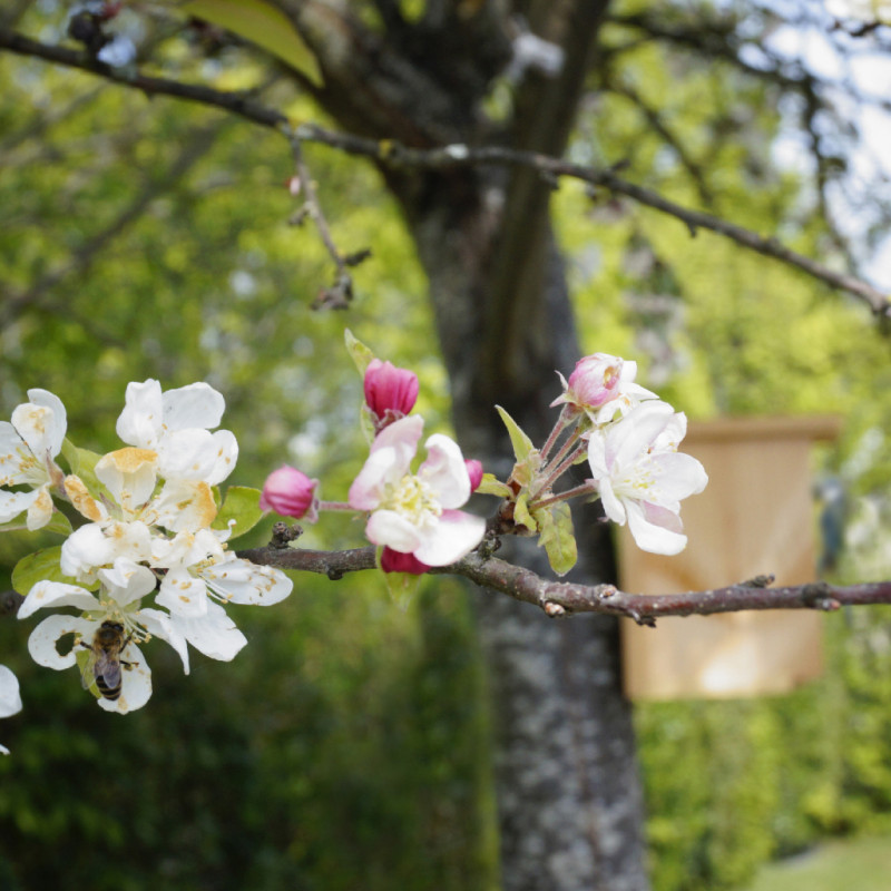 nichoir en kit à monter NATURES MARKET OISILLON.NET FABRIQUE EN FRANCE