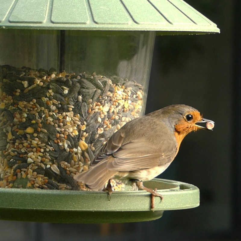 Mélange de graines Supérieur pour oiseaux Natures Market -Oisillon.net-