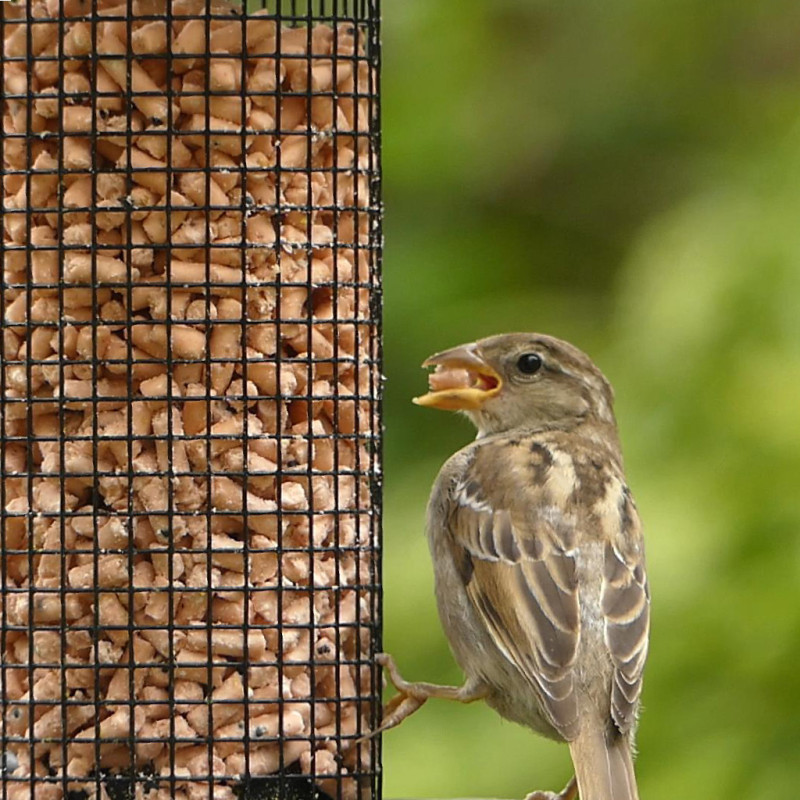 Pépites nuggets pour oiseaux graisse végétale sans huile de palme aux insectes et aux fruits Natures Market Oisillon.net