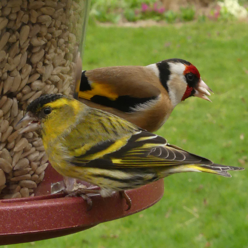 Julie mangeoire pour graines écoresponsable en plastique 10% recyclé fabriquée en France par Natures Market. Oisillon.net