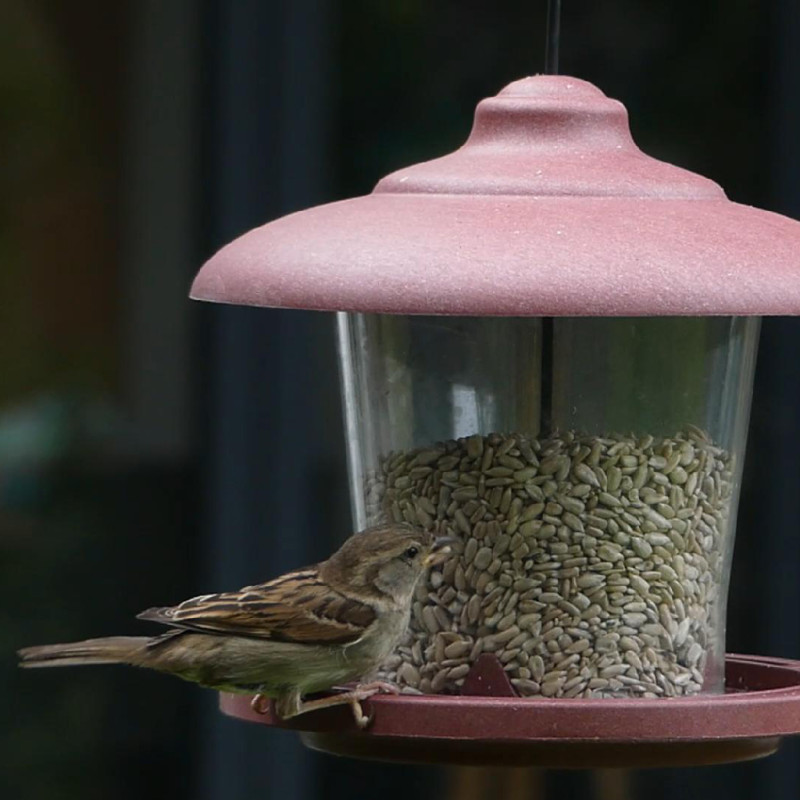 Julie mangeoire pour graines écoresponsable en plastique 10% recyclé fabriquée en France par Natures Market. Oisillon.net