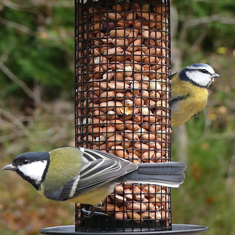 Cacahuètes décortiquées pour oiseaux du ciel Natures Market -Oisillon.net-