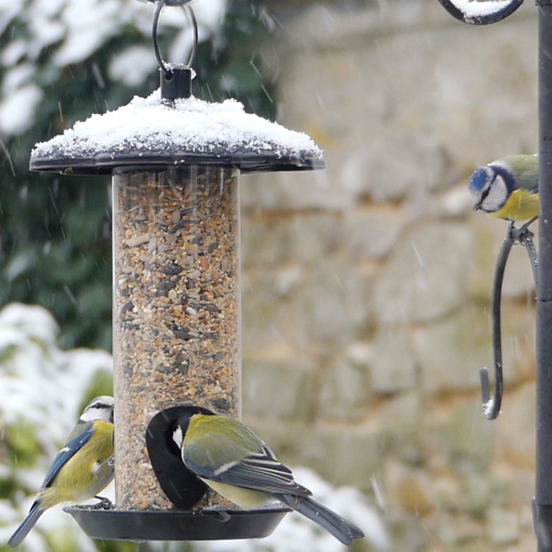 Mélange de graines Supérieur pour oiseaux Natures Market -Oisillon.net-