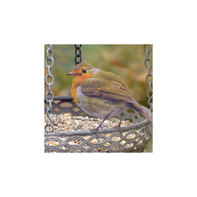 Mélange de graines pour oiseaux Fruits et Insectes Natures Market -Oisillon.net-