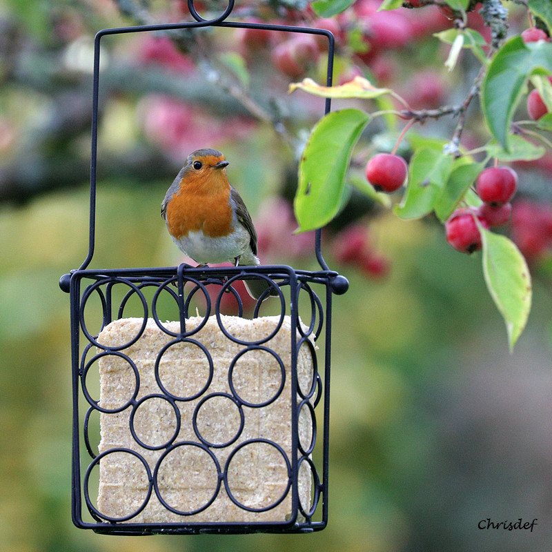 Repas de graisse végétale sans huile de palme pour oiseaux Natures Market fabriqué en France recyclé