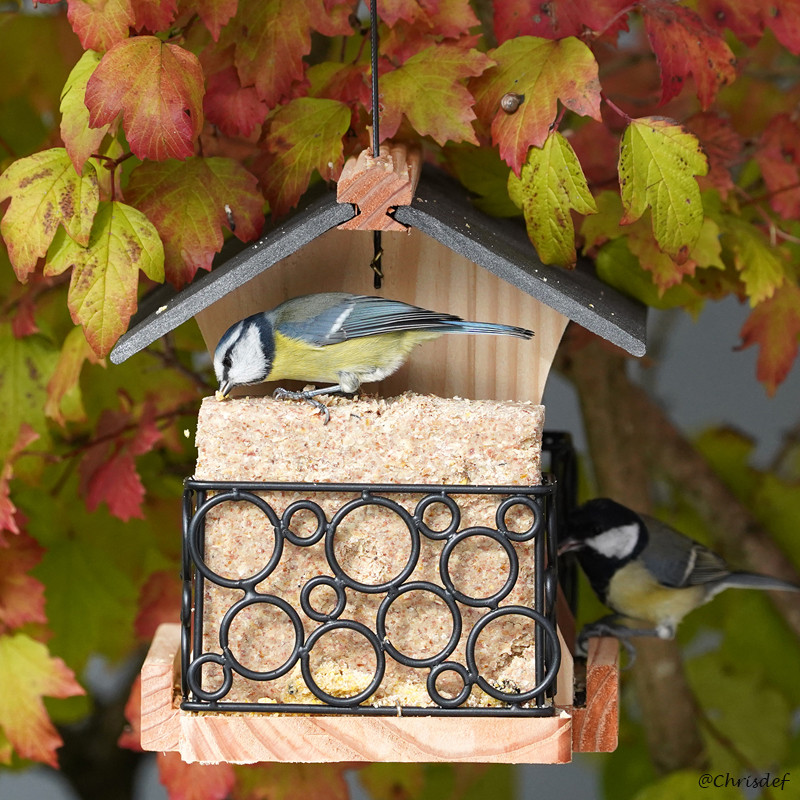 Repas de graisse végétale sans huile de palme pour oiseaux Natures Market fabriqué en France recyclé