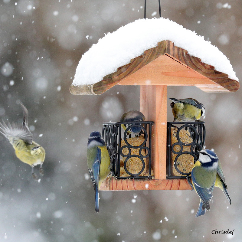 Repas de graisse végétale sans huile de palme pour oiseaux Natures Market fabriqué en France recyclé