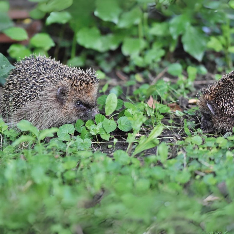 croquettes pour hérissons aux insectes fabriqué en France Natures Market Oisillon.net