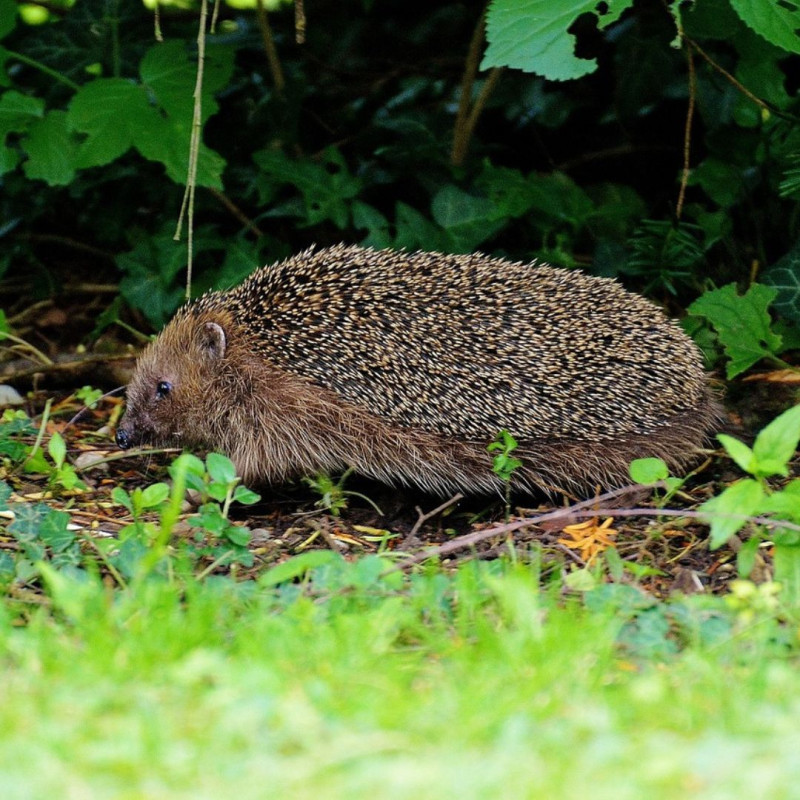 croquettes pour hérissons aux insectes fabriqué en France Natures Market Oisillon.net