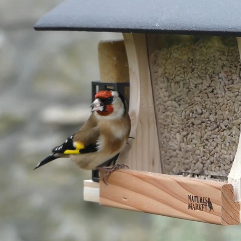 Graines de tournesol décortiqué pour oiseaux Natures Market -Oisillon.net-