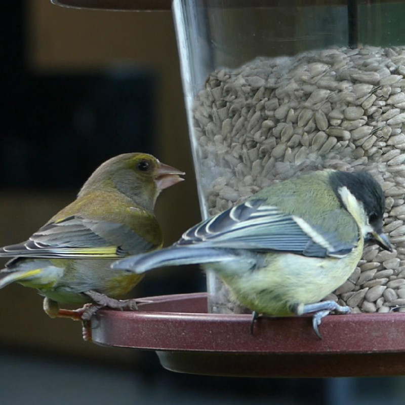 Graines de tournesol décortiqué pour oiseaux Natures Market -Oisillon.net-