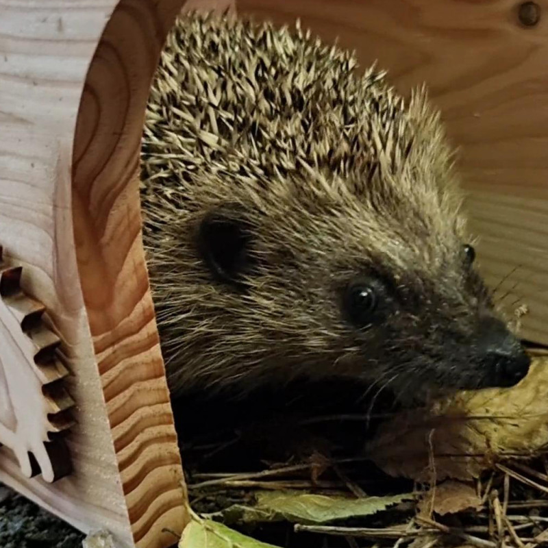 Abri Nichoir pour hérissons fabriqué en France bois et plastique recyclé Made in France Natures market -Oisillon.net-