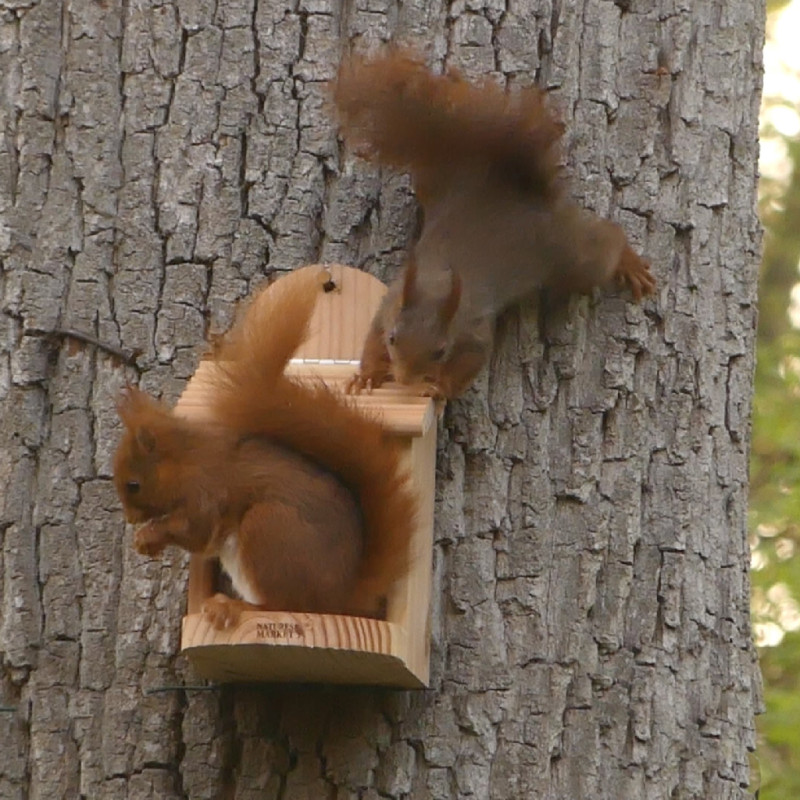 Mélange de graines pour écureuils Natures Market Oisillon.net