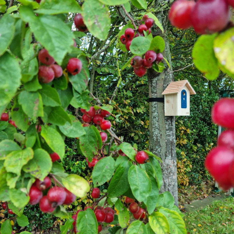 Nichoir ibis pour mésanges bleues, nonettes, huppées et mésanges noires. Fabriqué en France Natures Market Oisillon.net