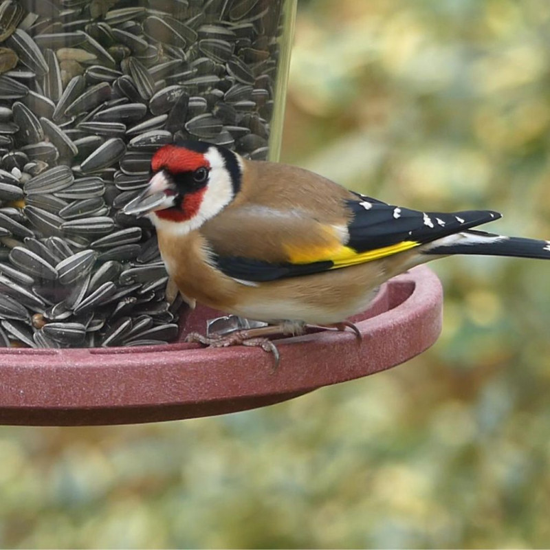 Julie mangeoire pour graines écoresponsable en plastique 10% recyclé fabriquée en France par Natures Market. Oisillon.net