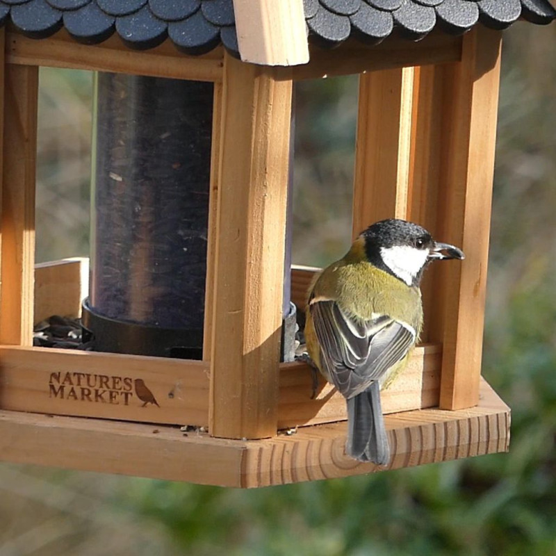 Tournesol noir strié pour nourrir les oiseaux Natures market Oisillon.net