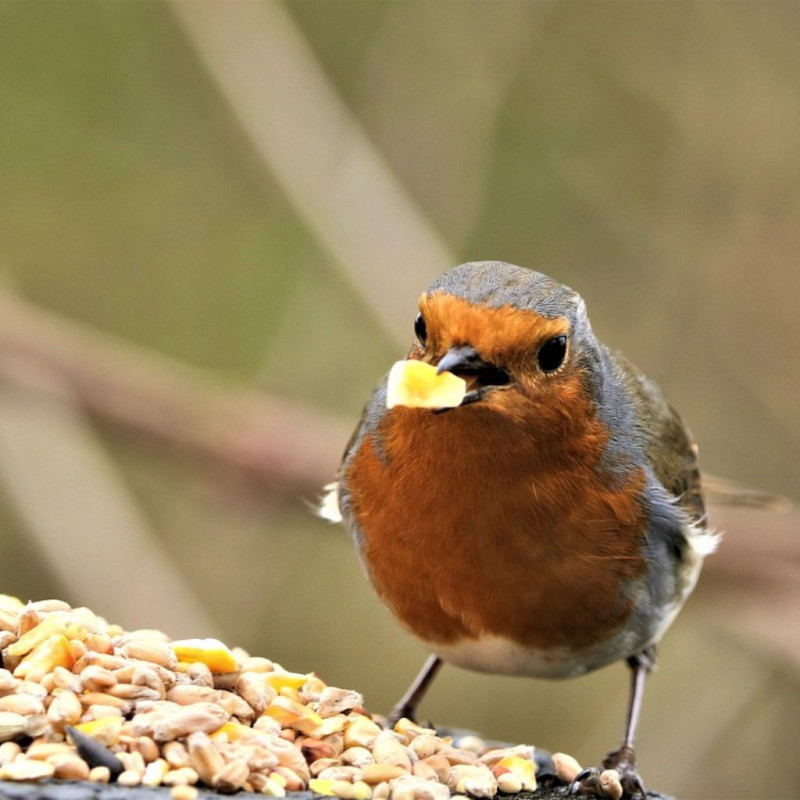 mélange de graines oiseaux spécial rouge gorge Natures market Oisillon.net gardman