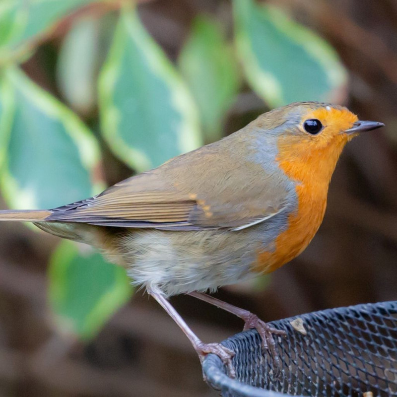 mélange de graines oiseaux spécial rouge gorge Natures market Oisillon.net gardman