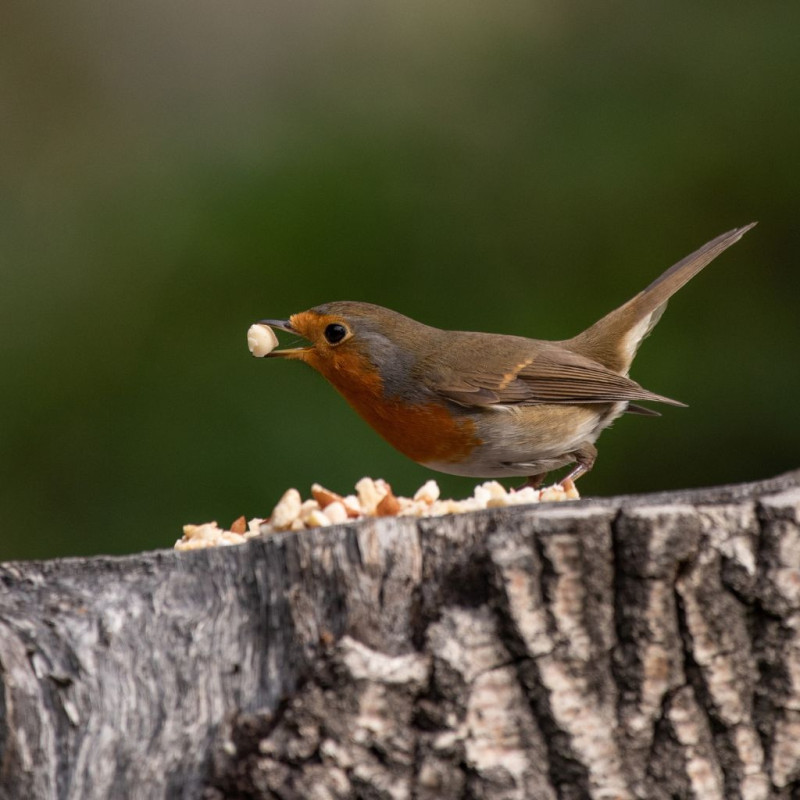 mélange de graines oiseaux spécial rouge gorge Natures market Oisillon.net gardman