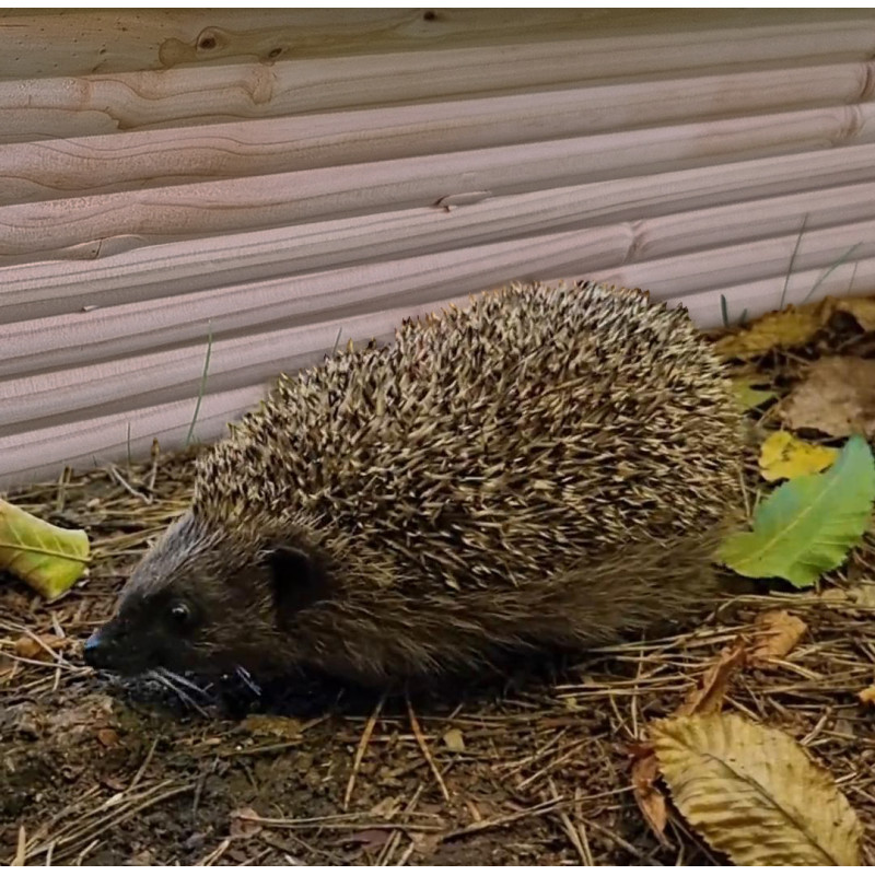 Abri Nichoir pour hérissons fabriqué en France bois et plastique recyclé Made in France Natures market -Oisillon.net-
