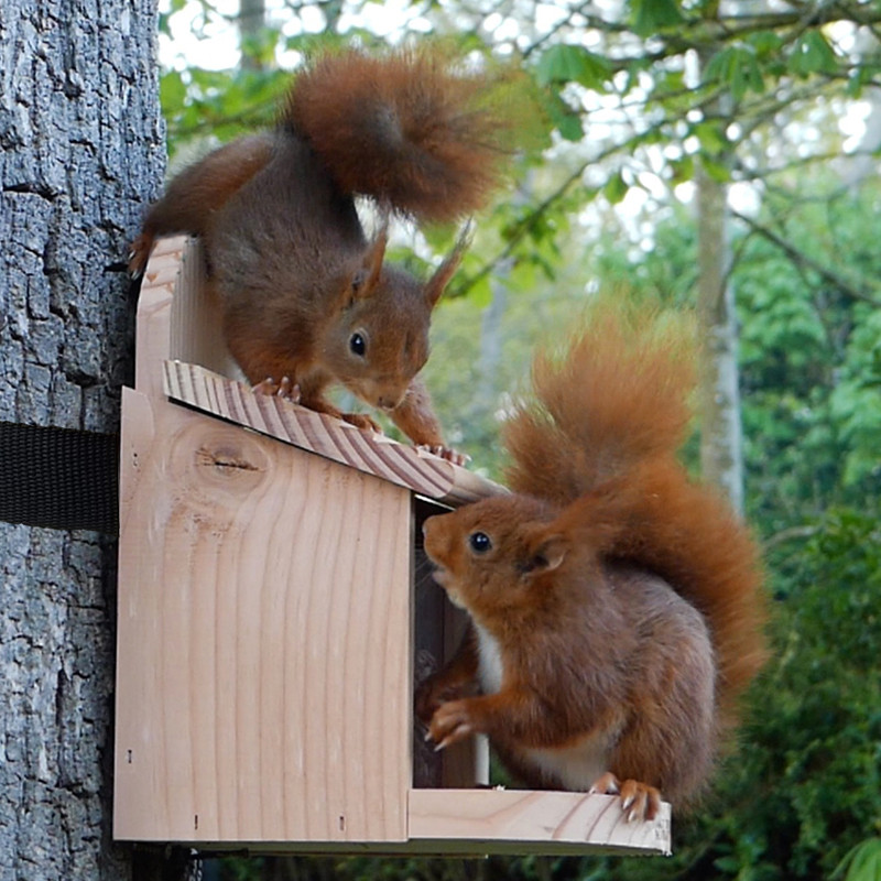 Mangeoire Ecureuil pour écureuils et/oiseaux Natures Market -Oisillon.net- fabriquée en France