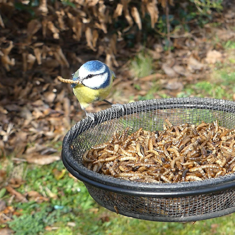 VERS DE FARINE FABRIQUE EN FRANCE NATURES MARKET OISILLON.NET
