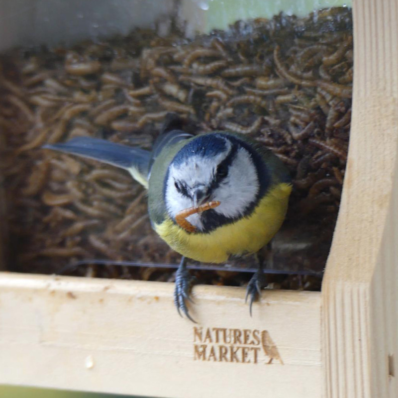 VERS DE FARINE FABRIQUE EN FRANCE NATURES MARKET OISILLON.NET