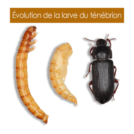 Vers de farine avec déclinaisons Nature Market Nourritures