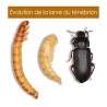 Vers de farine avec déclinaisons Nature Market Nourritures Vers de farine avec déclinaisons Nature Market Nourritures