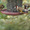 tournesol strié pour oiseaux natures market oisillon.net tournesol strié pour oiseaux natures market oisillon.net