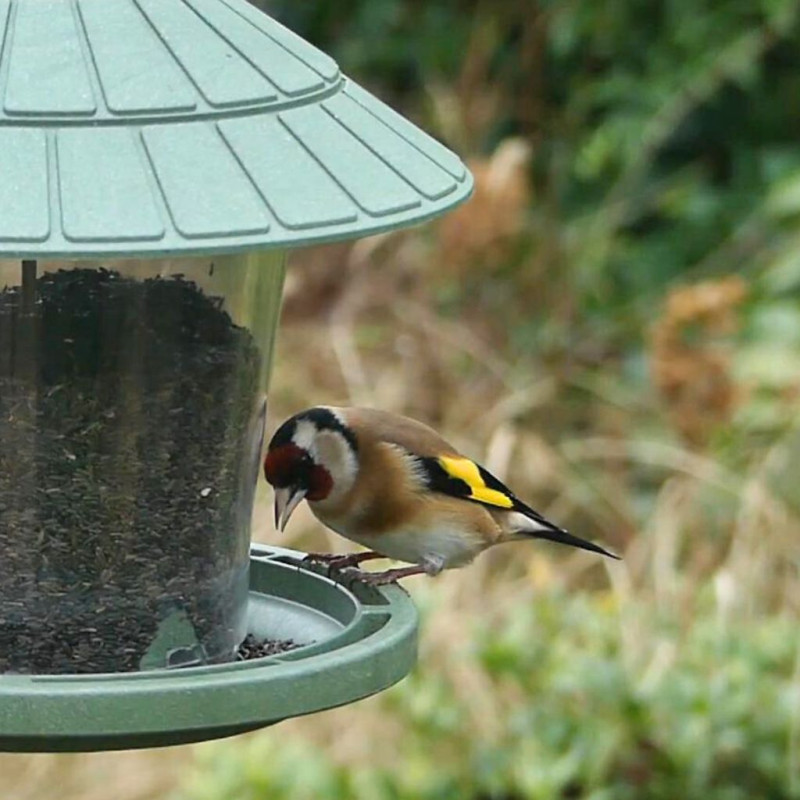 graines de niger oiseaux chardonneret Natures market Oisillon.net