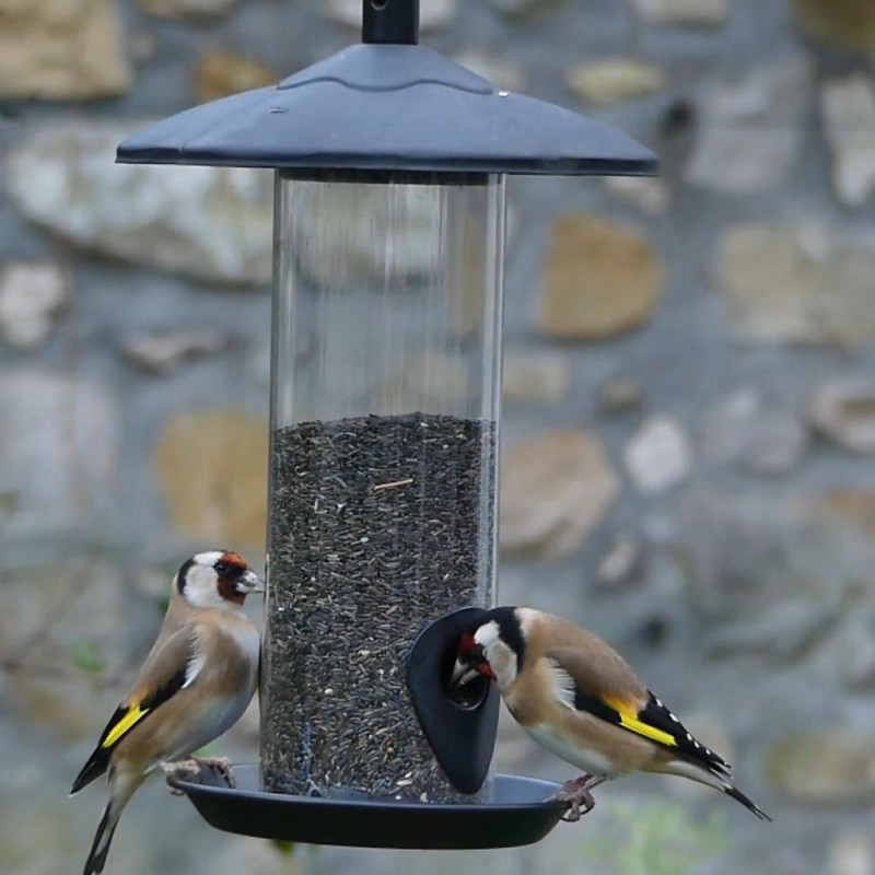 graines de niger oiseaux chardonneret Natures market Oisillon.net