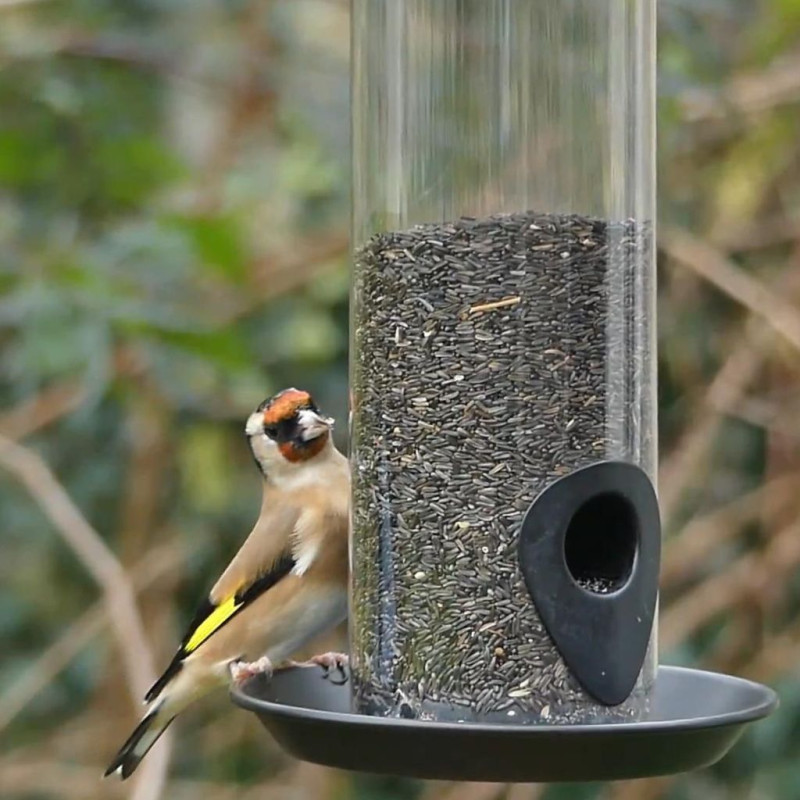 graines de niger oiseaux chardonneret Natures market Oisillon.net
