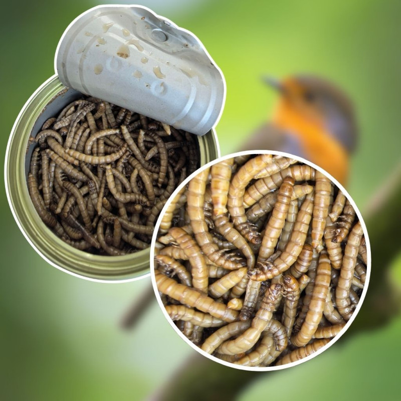 VERS DE FARINE FABRIQUE EN FRANCE NATURES MARKET OISILLON.NET