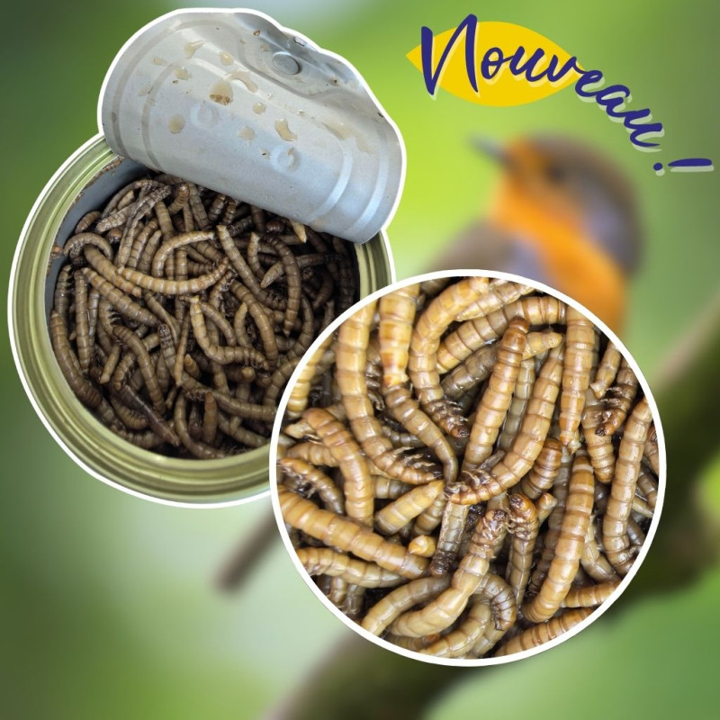 VERS DE FARINE FABRIQUE EN FRANCE NATURES MARKET OISILLON.NET