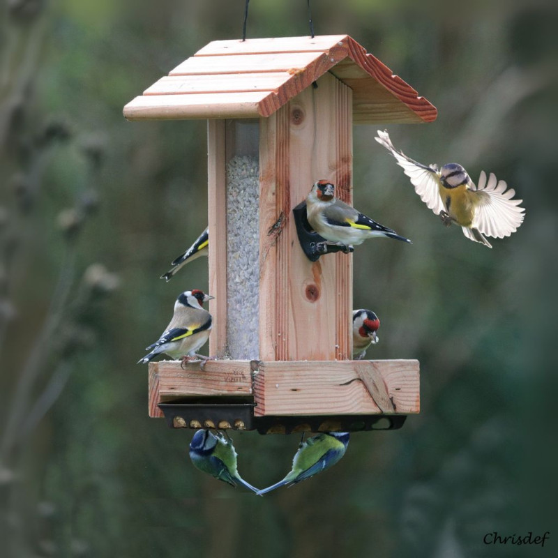 Mangeoire Bistrot pour graines et repas graisse végétale Natures Market -Oisillon.net- fabriquée en France anti étourneaux
