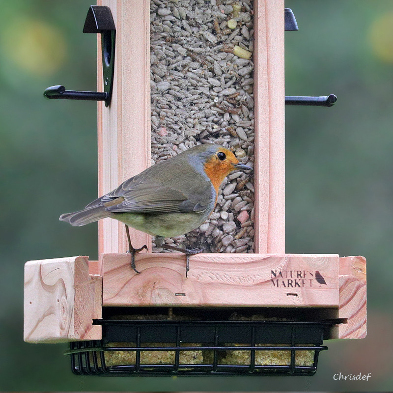 Mélange de graines Le Favori pour oiseaux Natures Market -Oisillon.net-