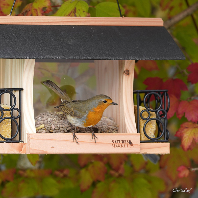 Mélange de graines Le Favori pour oiseaux Natures Market -Oisillon.net-photo chrisdef. Mangeoire Bistrot  fabriquée