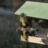 Coffret Noël pour CHARDONNERETS/TARINS Nature Market Graines pour oiseaux