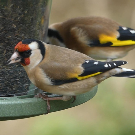 Coffret Noël pour CHARDONNERETS/TARINS Nature Market Graines pour oiseaux
