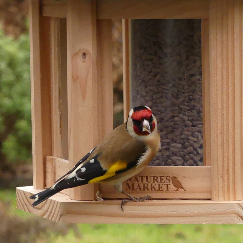 Mangeoire oiseaux fabriquée en France en matériau recyclé et bois français. Natures Market. Oisillon.net