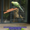 grille anti étourneaux perruches pigeon pie NM213 cage Natures Market Oisillon.net