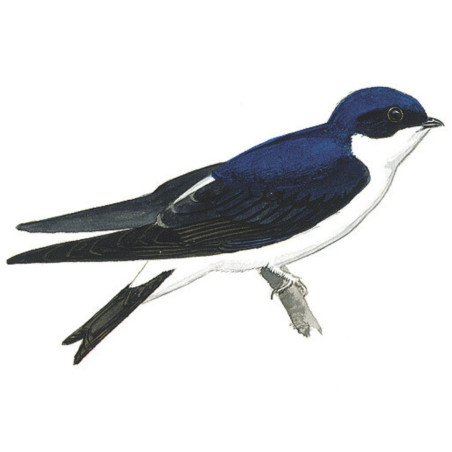 Mangeoire Bistrot Nature Market Mangeoire oiseaux pour graisses et graines